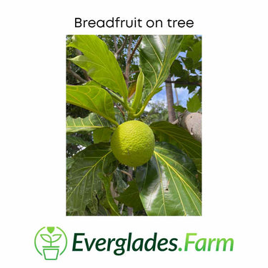 Breadfruit Tree, Air Layered